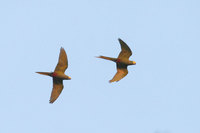 Red-bellied Macaw - Orthopsittaca manilata