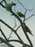 Brown-throated Parakeet - Aratinga pertinax