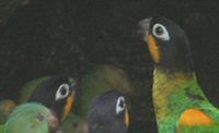 Orange-cheeked Parrot - Pionopsitta barrabandi