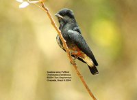 Swallow-wing - Chelidoptera tenebrosa