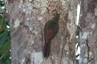 Hoffman's Woodcreeper - Dendrocolaptes hoffmannsi