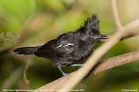 Glossy Antshrike - Sakesphorus luctuosus