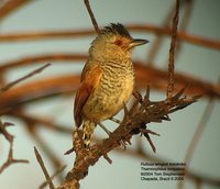 Rufous-winged Antshrike - Thamnophilus torquatus