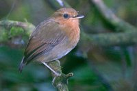 Rufous Gnateater - Conopophaga lineata