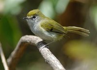 Serra do Mar Tyrannulet - Phylloscartes difficilis