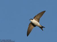 House Martin - Delichon urbica