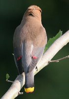 Cedar Waxwing - Bombycilla cedrorum