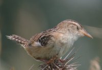 Sedge Wren - Cistothorus platensis