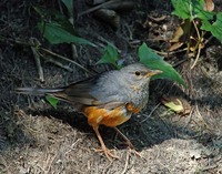 Gray-backed Thrush - Turdus hortulorum