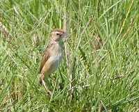 Wing-snapping Cisticola - Cisticola ayresii