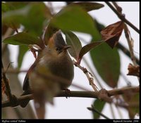 Rufous-vented Yuhina - Yuhina occipitalis