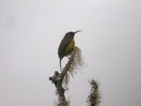 Mount Apo Sunbird - Aethopyga boltoni