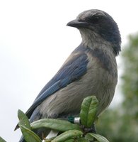 Florida Scrub-Jay - Aphelocoma coerulescens