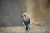 Clark's Nutcracker - Nucifraga columbiana