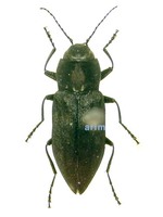 Poecilonota chinensis - 검정넓적비단벌레