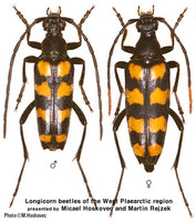 북방꽃하늘소 - Leptura quadrifasciata