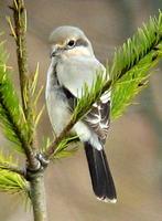 Northern Shrike. Photo by Mike Marsh