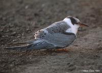 Common Tern juv © Eric Caine