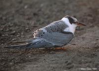 Common Tern juv © Eric Caine