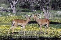 Black faced impalas fighting , Aepeceros melampus petersi , Etosha National Park , Namibia stock...