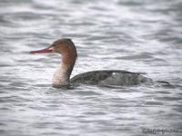 Red-Breasted Merganser     Mergus serrator