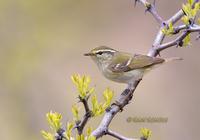 Yellow-browed warbler C20D 03406.jpg