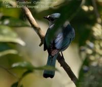 Pale Blue Flycatcher