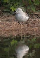 Marsh Sandpiper Tringa stagnatillis 쇠청다리도요