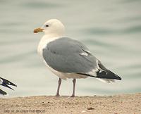 노랑발갈매기 Yellow-leged Gull Larus  cachinans