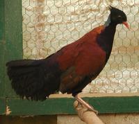 Pheasant Pigeon Otidiphaps nobilis nobilis