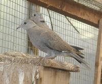 Red Collared Dove Streptopelia tranquebarica