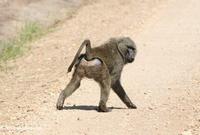 Baboon as viewed from behind