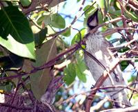 Noisy Friarbird, Philemon corniculatus (Meliphagidae), at its nest. Coolum, Queensland,