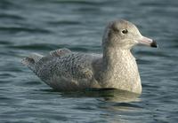 Glaucous Gull (Larus hyperboreus)