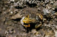 : Eleutherodactylus orientalis