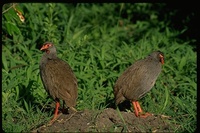 : Francolinus afer; Red Necked Spurfowl