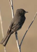 : Sayornis nigricans; Black Phoebe