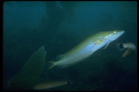 : Chironemus georgianus; Kelp Fish