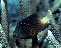 : Microspathodon chrysurus; Yellowtail Damselfish