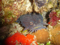 : Sanopus splendidus; Splendid Toadfish