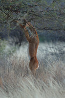 : Litocranius walleri; Gerenuk