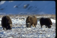 : Ovibos moschatus; Muskox