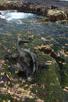 : Amblyrhynchus cristatus mertensi; Marine iguana