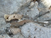 : Aspidoscelis tigris stejnegeri; Coastal Whiptail