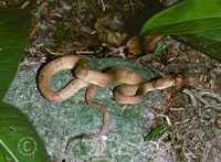 : Bothrops insularis; Golden Lancehead