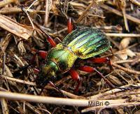 : Carabus auronitens