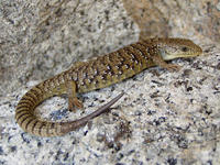 : Elgaria coerulea palmeri; Sierra Alligator Lizard