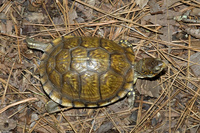 : Terrapene carolina triunbuis; Three-toed Box Turtle
