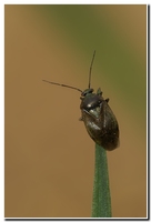 : Lygus preatensis