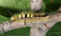 : Orgyia antigua; Rusty Tussock Moth